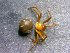  (Theridion cf. morulum - AASFB-0138)  @11 [ ] Unspecified (default): All Rights Reserved  Manuel Medina Mex Unspecified