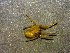  (Tidarren haemorrhoidale - AASFB-0233)  @11 [ ] Unspecified (default): All Rights Reserved  Manuel Medina Mex Unspecified
