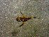  (Frontinella huachuca - AASFB-0256)  @12 [ ] Unspecified (default): All Rights Reserved  Manuel Medina Mex Unspecified