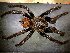  (Brachypelma - AASFB-0267)  @14 [ ] Unspecified (default): All Rights Reserved  Manuel Medina Mex Unspecified