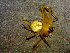  (Neotama - AASFB-0288)  @11 [ ] Unspecified (default): All Rights Reserved  Manuel Medina Mex Unspecified