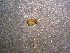 (Emblyna reticulata - AASFB-0496)  @12 [ ] Unspecified (default): All Rights Reserved  Manuel Medina Mex Unspecified
