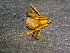  (Tidarren mixtum - AASFB-0554)  @12 [ ] Unspecified (default): All Rights Reserved  Manuel Medina Mex Unspecified
