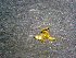  ( - AASFB-0562)  @11 [ ] Unspecified (default): All Rights Reserved  Manuel Medina Mex Unspecified