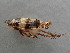  (Planaphrodes trifasciatus - Zik2)  @11 [ ] CreativeCommons - Attribution Non-Commercial (2025) Stephan Koblmueller Karl-Franzens University of Graz