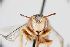  (Anthidium unicum - MK-af089)  @11 [ ] nrr (2025) Unspecified Max Kasparek