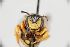  (Pseudoanthidium syriacum - MK-af090)  @11 [ ] nrr (2025) Unspecified Max Kasparek