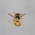  (Anthidium kvakicum - MK-af092)  @11 [ ] nrr (2025) Unspecified Max Kasparek