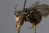  (Eoanthidium bituberculatum - MK-icipe009)  @11 [ ] nrr (2025) Unspecified Max Kasparek