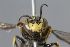  (Pseudoanthidium compactum - MK-icipe022)  @11 [ ] nrr (2025) Unspecified Max Kasparek