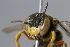  (Pseudoanthidium angustifrons aff - MK-icipe023)  @11 [ ] nrr (2025) Unspecified Max Kasparek