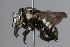  (Trachusa eburneomaculata - MK-icipe030)  @11 [ ] nrr (2025) Unspecified Max Kasparek