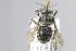  (Anthidium luctuosum - MK-mk2108)  @11 [ ] nrr (2025) Unspecified Max Kasparek