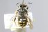  (Anthidium xuezhongi - MK-mk2134)  @11 [ ] nrr (2025) Unspecified Max Kasparek