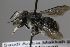  (Pseudoanthidium junodi - MK-mk2309)  @11 [ ] nrr (2025) Unspecified Max Kasparek