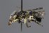  (Anthidium diadema aff - MK-tuz046)  @11 [ ] nrr (2025) Unspecified Max Kasparek