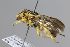  (Icteranthidium fedtschenkoi - MK-tuz059)  @11 [ ] nrr (2025) Unspecified Max Kasparek