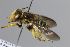  (Anthidium oblongatum/kashgarense - MK-tuz066)  @11 [ ] nrr (2025) Unspecified Max Kasparek