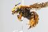  ( - MK-vl055)  @11 [ ] nrr (2025) Unspecified Max Kasparek