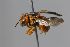  (Pseudoanthidium microrubrum aff - MK-vl059)  @11 [ ] nrr (2025) Unspecified Max Kasparek