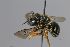  (Anthidium punctatum aff - MK-vl072)  @11 [ ] nrr (2025) Unspecified Max Kasparek
