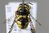  (Anthidiellum crassepunctatum - MK-whl154)  @11 [ ] nrr (2025) Unspecified Max Kasparek