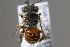  (Pseudoanthidium aff. sp - MK-whl234)  @11 [ ] nrr (2025) Unspecified Max Kasparek