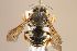  (Trachusa laticeps - MK-mfu027)  @11 [ ] nrr (2022) Unspecified Max Kasparek