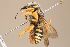  (Trachusa integra - MK-mfu067)  @11 [ ] nrr (2022) Unspecified Max Kasparek
