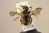  (Trachusa grandicornis - MK-mk661)  @11 [ ] nrr (2022) Unspecified Max Kasparek