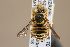  (Anthidium wahrmani - MK-oll933)  @11 [ ] nrr (2022) Unspecified Max Kasparek