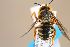  (Icteranthidium laterale - MK-pb020)  @11 [ ] nrr (2022) Unspecified Max Kasparek