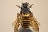  (Trachusa formosana - MK-sf003)  @11 [ ] nrr (2022) Unspecified Max Kasparek