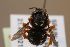  (Pseudoanthidium alpinum - MK-tjw001)  @11 [ ] nrr (2022) Unspecified Max Kasparek