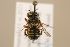  (Anthidium taeniatum - MK-tjw047)  @11 [ ] nrr (2022) Unspecified Max Kasparek