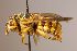  (Icteranthidium afrum - Mons010)  @11 [ ] nrr (2020) Unspecified Max Kasparek
