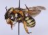  (Trachusa pubescens - MK-af078)  @11 [ ] nrr (2021) Unspecified Max Kasparek