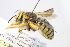  (Anthidium undulatiforme - MK-mk522)  @11 [ ] nrr (2021) Unspecified Max Kasparek
