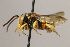  (Anthidiellum eritrinum - MK-ms7699)  @11 [ ] nrr (2021) Unspecified Max Kasparek