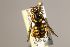 (Eoanthidium armaticeps - MK-mk718)  @11 [ ] nrr (2023) Unspecified Max Kasparek