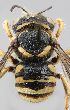  (Pseudoanthidium ethiopicum - MK-mk773)  @11 [ ] nrr (2023) Unspecified Max Kasparek