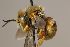  (Anthidium echinatum - MK-msh035)  @11 [ ] nrr (2023) Unspecified Max Kasparek