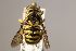  (Eoanthidium insulare - MK-oll0902)  @11 [ ] nrr (2023) Unspecified Max Kasparek