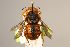  (Pseudoanthidium royoi - MK-tuz037)  @11 [ ] nrr (2023) Unspecified Max Kasparek