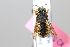  (Eoanthidium obscurum - MK-sanc08)  @11 [ ] nrr (2023) Unspecified Max Kasparek