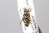  (Eoanthidium semicarinatum - MK-sri122)  @11 [ ] nrr (2023) Unspecified Max Kasparek