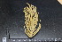  ( - ABBAC157)  @11 [ ] Copyright (2015) Unspecified Smithsonian Tropical Research Insitute