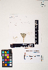 (Rhipocephalus - TFP08_0281)  @11 [ ] by-nc-sa (2025) Maycol E. Madrid C. University of North Carolina, Wilmington