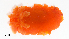  (Dendrodoris krebsii - Gast38)  @11 [ ] CreativeCommons Attribution Non Commercial (by nc) (2019) Maycol E. Madrid C. Smithsonian Tropical Research Institute