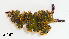  ( - Gast12)  @11 [ ] CreativeCommons Attribution Non Commercial (by nc) (2019) Maycol E. Madrid C. Smithsonian Tropical Research Institute